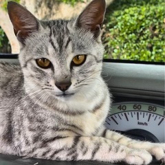 アメショ風ライくん
