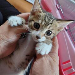 可愛いキジ白バンビ君♂