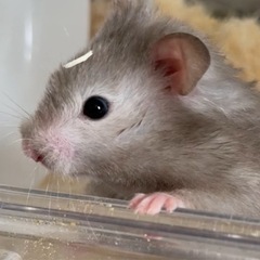 長毛ハムスター（無償）