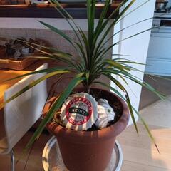 コルジリネ観葉植物お値下げしました。1500円にお早く！