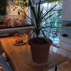 コルジリネ観葉植物値下げましたの画像