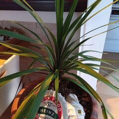 コルジリネ観葉植物値下げましたの画像