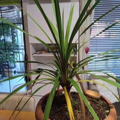コルジリネ観葉植物値下げましたの画像