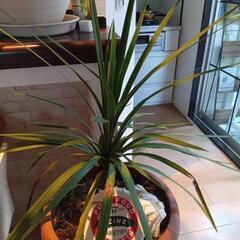 コルジリネ観葉植物値下げましたの画像