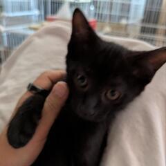 元気な黒猫さつきちゃん♀