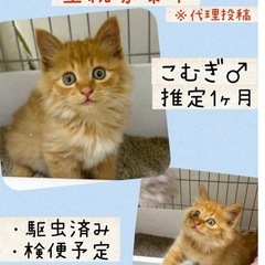 長毛になりそうなこむぎくん