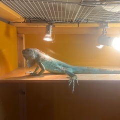 ブルーイグアナ