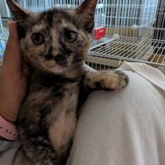優しいサビ猫めいちゃん♀