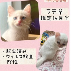 白猫ラテちゃん　譲渡会に参加します。お話中