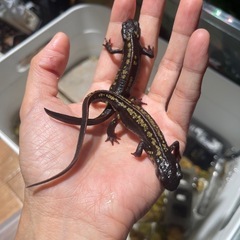 オキナワシリケンイモリ2匹　イモリ　シリケンイモリ