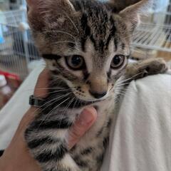 優しいキジトラかんた君♂ - 猫