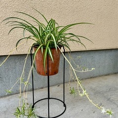 観葉植物🪴籠付きオリズルラン 植木の画像