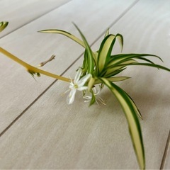 観葉植物🪴籠付きオリズルラン 植木の画像