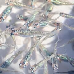 クレオパトラ ブルータイプ メダカ 1匹 めだか 若魚 ラメメダカの画像