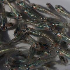 クレオパトラ ブルータイプ メダカ 1匹 めだか 若魚 ラメメダカの画像