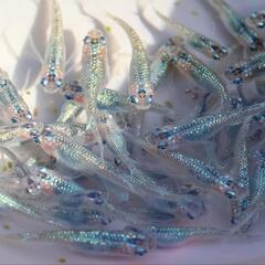 クレオパトラ ブルータイプ メダカ 1匹 めだか 若魚 ラメメダカの画像
