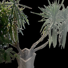 観葉植物の画像