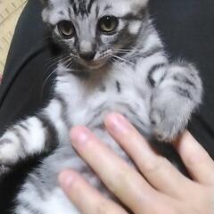 珍しいグレーのサバトラ。ひざの上でゴロゴロします。