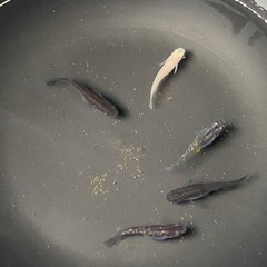 メダカ　MIX(雑種) 稚魚　10匹の画像