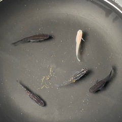 メダカ　MIX(雑種) 針子・稚魚　10匹