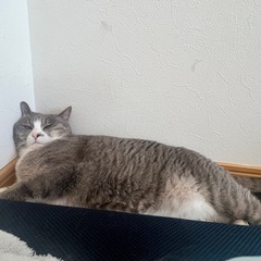 里親さんを探しています（2歳・メスの猫）
