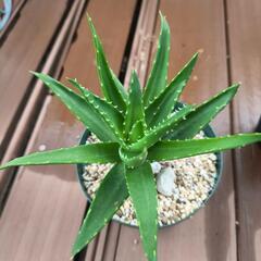 観葉植物の画像