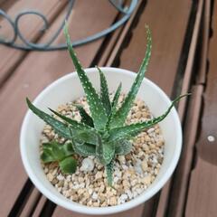 観葉植物の画像