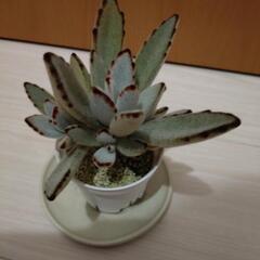 多肉植物 カランコエ 白うさぎ ホワイトラビットの画像