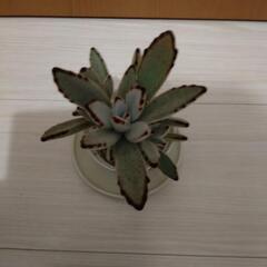 多肉植物 カランコエ 白うさぎ ホワイトラビットの画像
