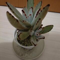 多肉植物 カランコエ 白うさぎ ホワイトラビットの画像