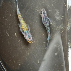 メダカの稚魚と水草セットの画像