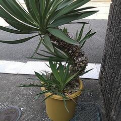 ユッカグロリオサ（鉢付き）の画像