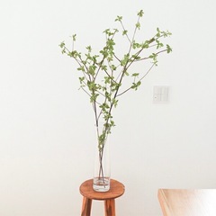 ドウダンツツジ　フェイクグリーン