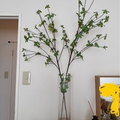 ドウダンツツジ　フェイクグリーンの画像