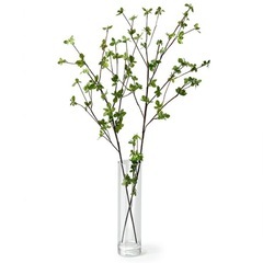 ドウダンツツジ　フェイクグリーンの画像