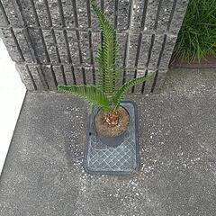 蘇鉄（鉢付き）の画像