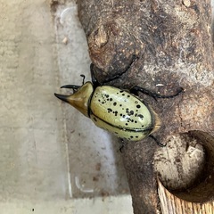 取引中ティティウスシロカブト　オスのみの画像