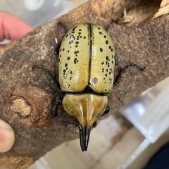 取引中ティティウスシロカブト　オスのみの画像