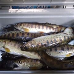 釣りクラブのメンバー募集中です