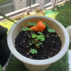 半自給自足生活に興味を持ち出した東京住みのものです🌷