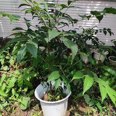 チャンチン苗木の画像