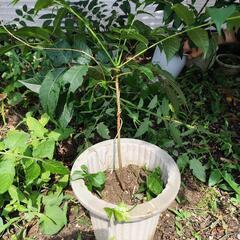 チャンチン苗木の画像