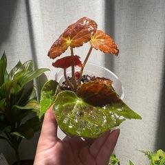 ベゴニア オータムエンバー　観葉植物