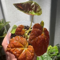 ベゴニア オータムエンバー　観葉植物の画像