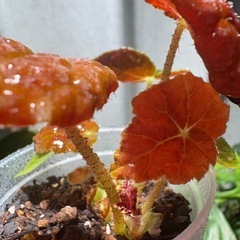 ベゴニア オータムエンバー　観葉植物の画像