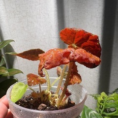 ベゴニア オータムエンバー　観葉植物の画像