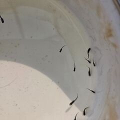 【決まりました】メダカ　オロチ稚魚30匹+α