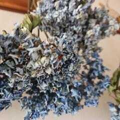 厄除け紫陽花 ドライフラワー5本⑫の画像