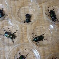 ニジイロクワガタホワイトアイ　各1頭の画像