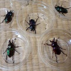 ニジイロクワガタホワイトアイ　各1頭の画像